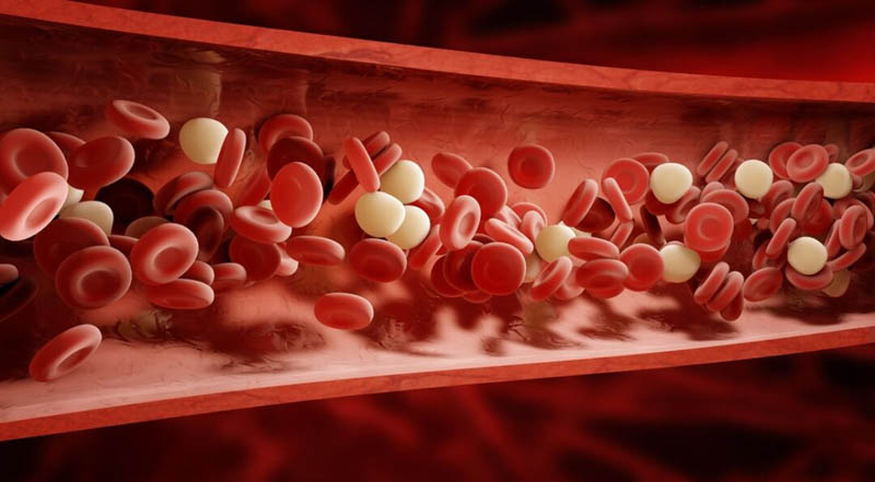 Anticoagulant Reversal: A Shield for Bleeding Disorder Patients